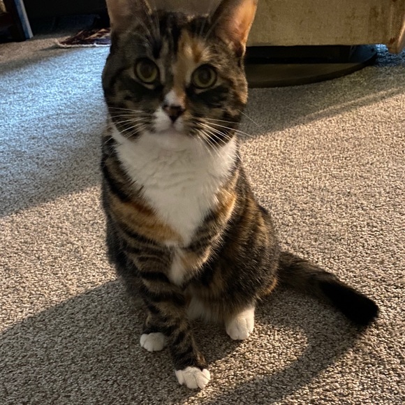 Meet your Posher, Clare - Picture 1 of 1